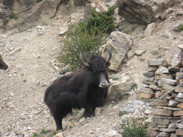 yaks
