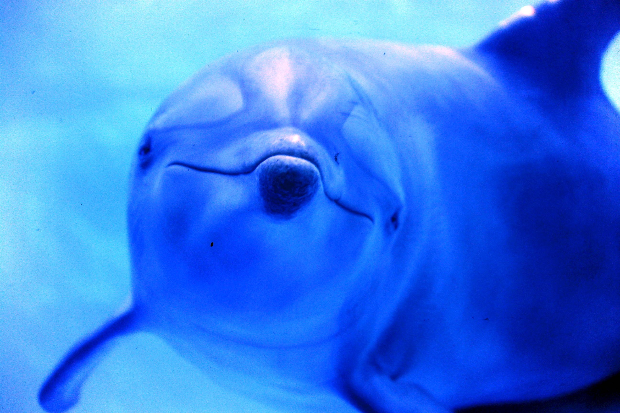 Photo of a healthy dolphin by Aldemaro Romero, Jr.
