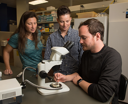 SIUE’s Faith Liebl, PhD, (left) works with students Sara Comstock (middle) and Joshua Preston (right) on her research that has received a $422,064 grant from the National Institutes of Health.