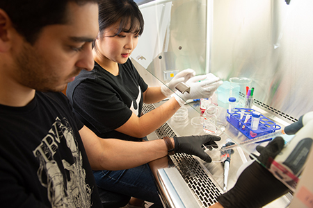 Student researchers Hyeyeoung Seo (Dongguk University) and Carl Namini (SIUE) prepare cell cultures for detection of endocrine disrupting chemicals.