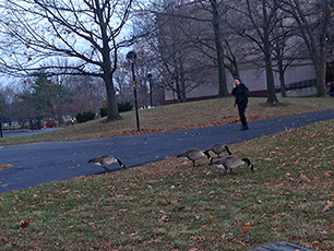 person by geese