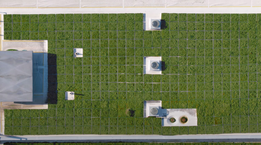 Green Roof Research