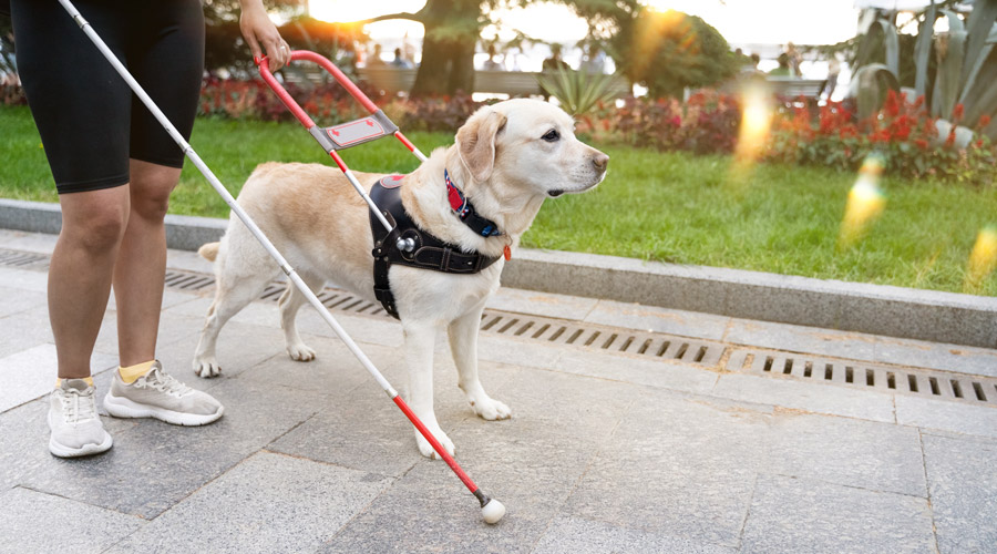 Service dog with person.