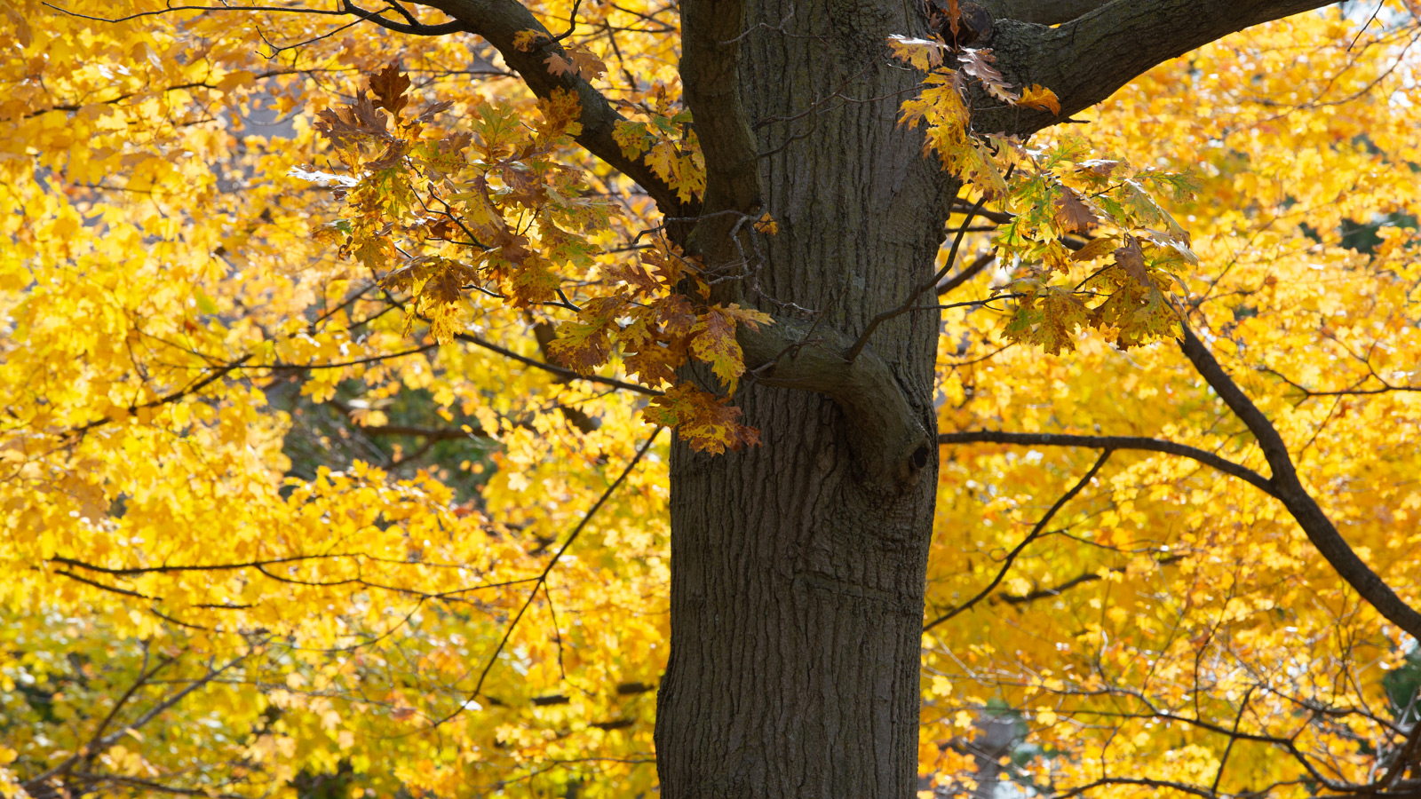 Shumard Oak during the fall