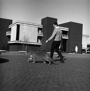 Chimega, the university's original Cougar mascot, being walked on a leash across the campus.