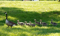 Geese walking on the SIUE Campus.