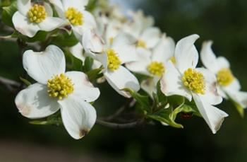 Blooming dogwoods beautify SIUE’s campus.