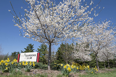 The Gardens at SIUE English Garden