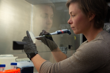 SIUE senior biology/medical sciences major Colleen Wagner conducts research in Dr. Susanne DiSalvo’s laboratory.