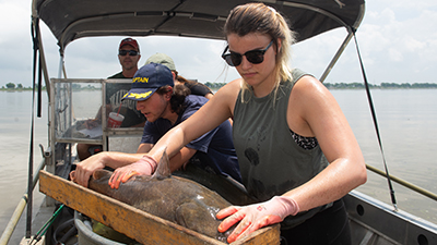 SIUE senior Emily Fulton (front) and Roland Sanchez, a sophomore at Fort Lewis College in Durango, Colo. measure a flathead catfish during an electrofishing sequence on Carlyle Lake.