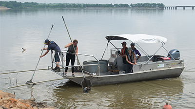 A group of undergraduates participating in this summer’s REU at SIUE conduct fish monitoring exercises on Carlyle Lake.