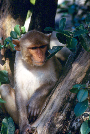 A monkey in Cayo Santiago, Puerto Rico. (Photo credit: Kurt Schulz)