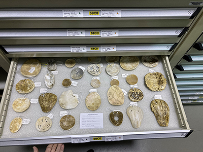 Gorgets are meticulously labled and filed for safekeeping in the SIUE University Museum.