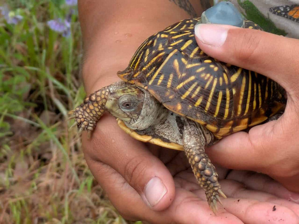 Close-up of an ornate box turtle being gently held in a person’s hands outdoors.