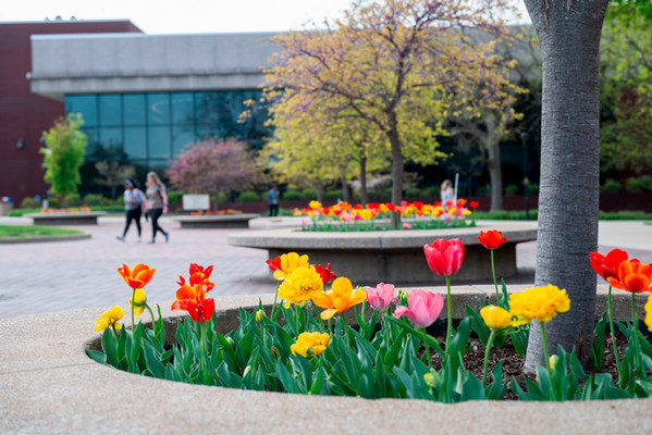 Colorful tulips bloom in circular concrete planters along the SIUE quad during spring, with students walking through campus in the softly blurred background near trees and academic buildings.