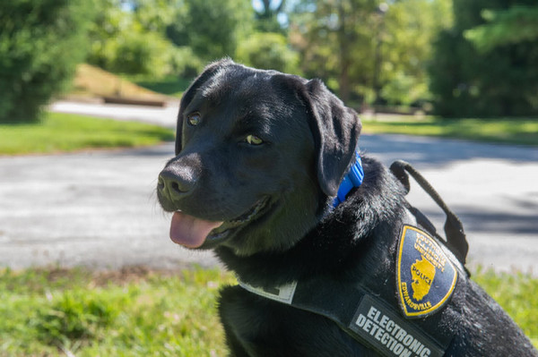 From Service Dog Reject to Crime-Fighting Hero: SIUE PD's K9 Marshall Retires After 6 Years