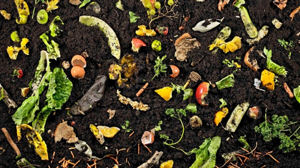 Picture of Compost in Dirt