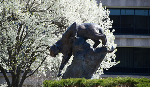 SIUE cougar statue with blooming trees