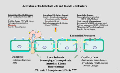 Activation of Endothelial Cells and Blood Cells Factors