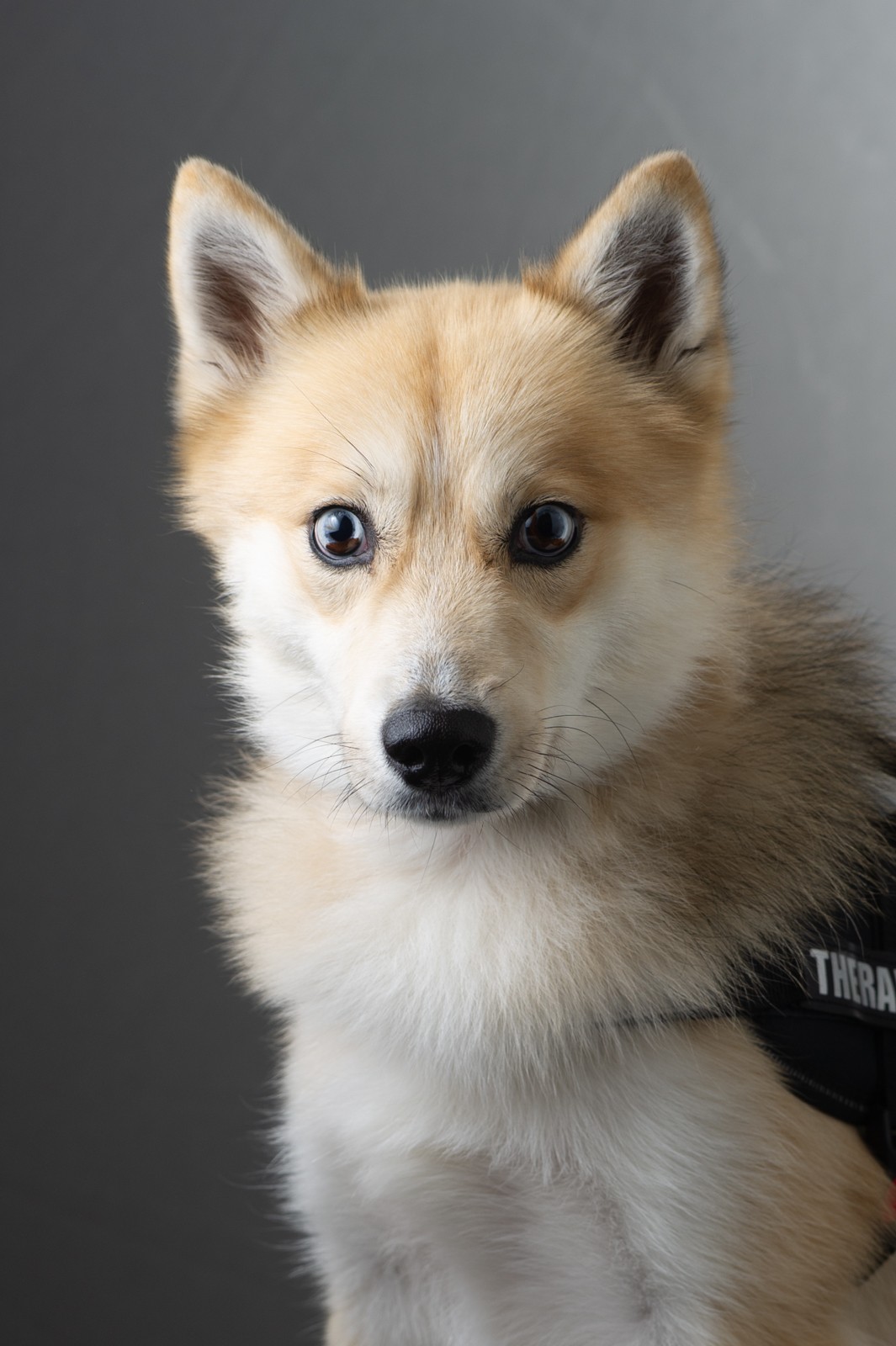 A portrait photo of K9 Chase, #12-127