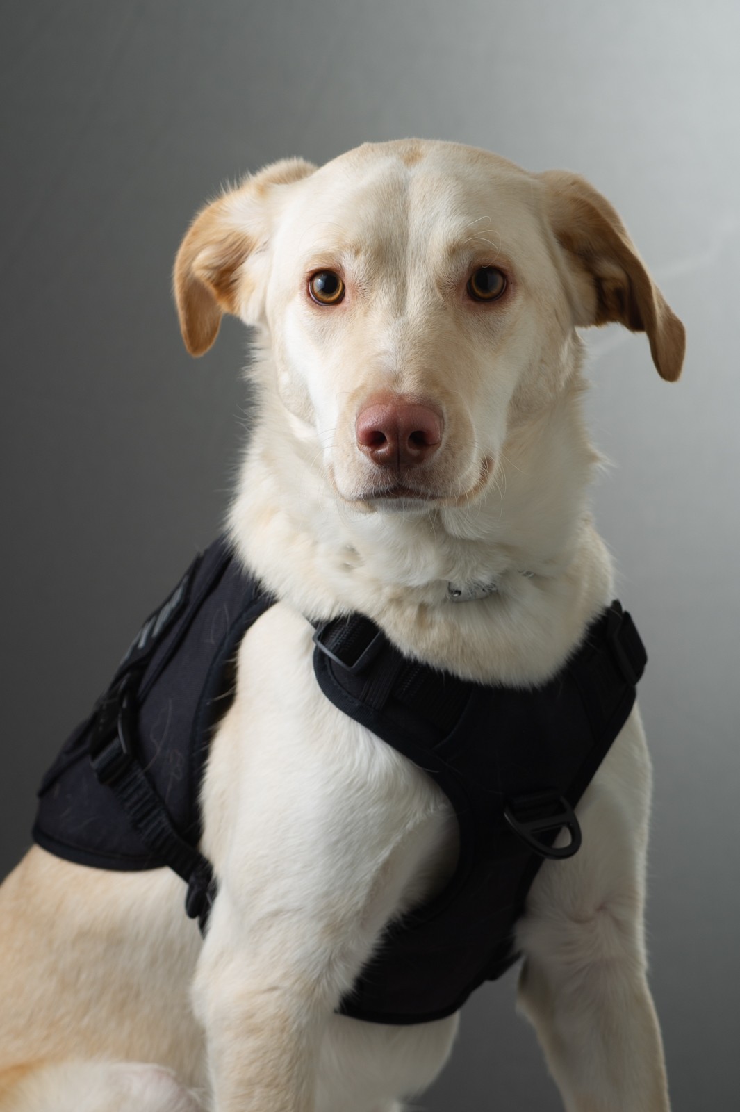 A portrait photo of K9 Max, #12-128