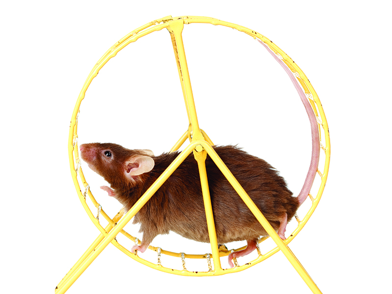 Hamster in a wheel