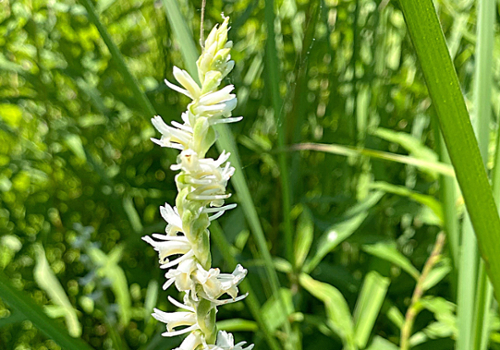Spiranthes orchid