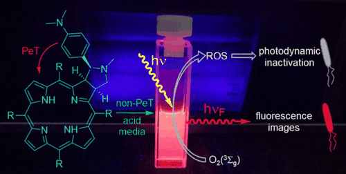 Table-of-contents graphic for publication 10: Proton-Dependent Switching of a Novel Amino Chlorin Derivative as Fluorescent Probe and Photosensitizer for Acid Media