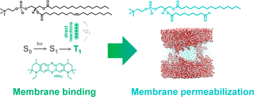 Table-of-contents graphic for publication 11: Photosensitized Membrane Permeabilization Requires Contact-Dependent Reactions Between Photosensitizer and Lipid