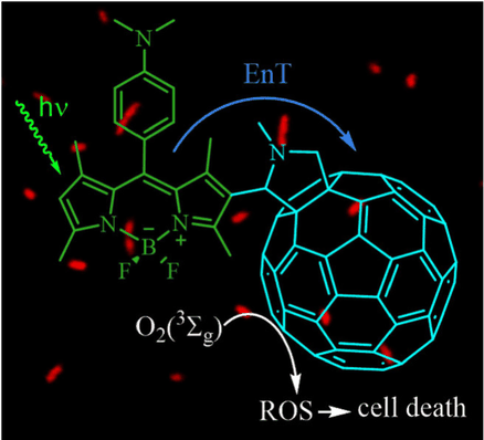 Table-of-contents graphic for publication 13: Light-Harvesting Antenna and Proton-Activated Photodynamic Effect of a Novel BODIPY-Fullerene C₆₀ Dyad as a Potential Antimicrobial Agent