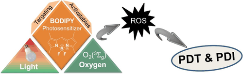 Table-of-contents graphic for publication 14: BODIPYs in Antitumoral and Antimicrobial Photodynamic Therapy: An Integrating Review