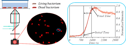 Table-of-contents graphic for publication 16: Phenotypic Resistance in Photodynamic Inactivation Unraveled at the Single Bacterium Level