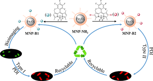 Table-of-contents graphic for publication 17: Functionalized Magnetic Nanoparticles with BODIPYs for Bioimaging and Antimicrobial Therapy Applications