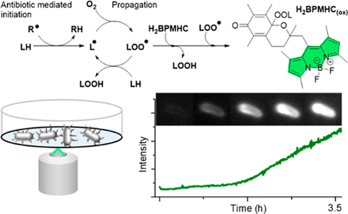 Table-of-contents graphic for publication 21: Real-Time Single-Cell Imaging Reveals Accelerating Lipid Peroxyl Radical Formation in Escherichia coli Triggered by a Fluoroquinolone Antibiotic