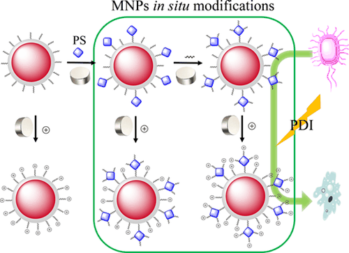 Table-of-contents graphic for publication 22: Magnetic Nanoplatforms for in Situ Modification of Macromolecules: Synthesis, Characterization and Photoinactivating Power of Novel Cationic Nanomagnet-Porphyrin Conjugates