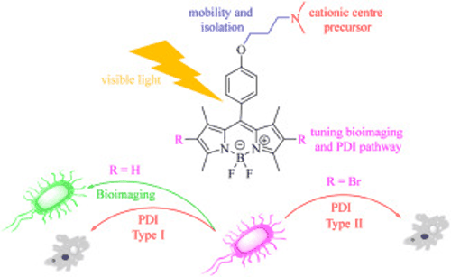 Table-of-contents graphic for publication 23: BODIPYs Bearing a Dimethylaminopropoxy Substituent for Imaging and Photodynamic Inactivation of Bacteria