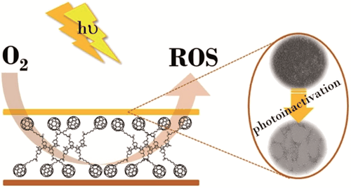 Table-of-contents graphic for publication 27: Photoactive Antimicrobial Coating Based on a PEDOT-Fullerene C₆₀ Polymeric Dyad