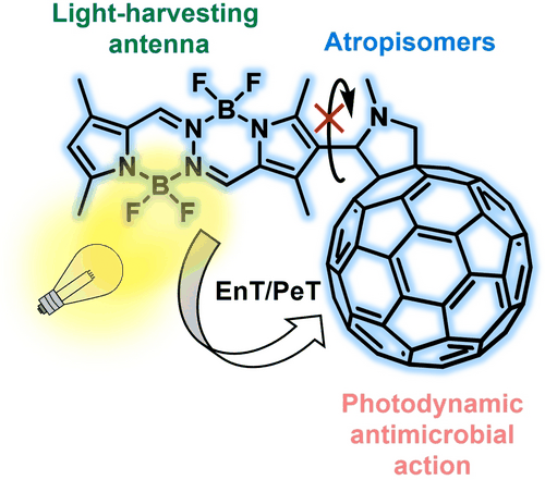 Table-of-contents graphic for publication 30: BOPHY-Fullerene C₆₀ Dyad as a Photosensitizer for Antimicrobial Photodynamic Therapy