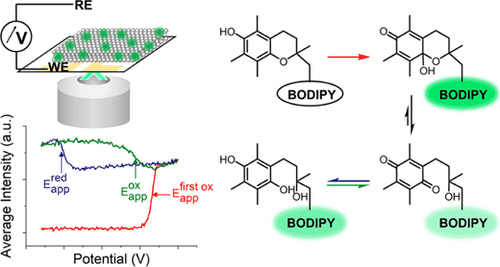 Table-of-contents graphic for publication 33: Fluorescence Amplified Detection of Redox Turnovers in Supported Lipid Bilayers Illuminates Redox Processes of α-Tocopherol