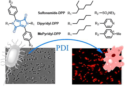 Table-of-contents graphic for publication 34: Diketopyrrolopyrrole Derivatives as Photosensitizing Agents Against Staphylococcus aureus