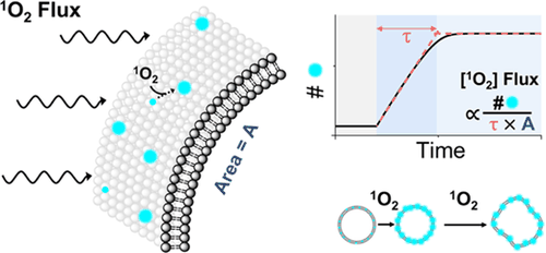 Table-of-contents graphic for publication 36: Singlet Oxygen Flux, Associated Lipid Photooxidation and Membrane Expansion Dynamics Visualized on Giant Unilamellar Vesicles