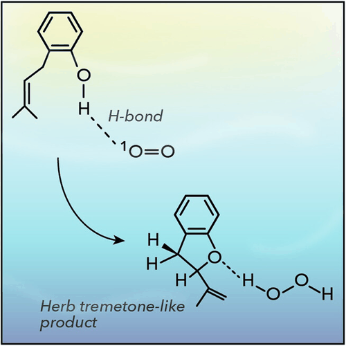 Table-of-contents graphic for publication 37: Sensitized Photooxidation of ortho-Prenyl Phenol: Biomimetic Dihydrobenzofuran Synthesis and Total ¹O₂ Quenching