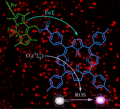 Table-of-contents graphic for publication 42: Porphyrin–BODIPY Dyad: Enhancing Photodynamic Inactivation via Antenna Effect