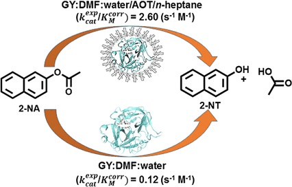 Table-of-contents graphic for publication 5: Effect of the Confinement on the Properties of Mixed Polar Solvents Sequestrated: The Case of Enzymatic Catalysis Performed in Nonaqueous AOT Reverse Micelle