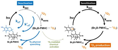 Table-of-contents graphic for publication 6: Reactive Oxygen Species Mediated Activation of a Dormant Singlet Oxygen Photosensitizer: From Autocatalytic Singlet Oxygen Amplification to Chemi-Controlled Photodynamic Therapy