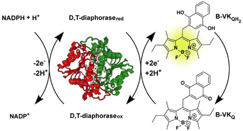 Table-of-contents graphic for publication 8: Monitoring Chemical and Biological Electron Transfer Reactions with a Fluorogenic Vitamin K Analogue Probe