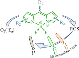 Table-of-contents graphic for publication 9: BODIPYs to the Rescue: Potential Applications in Photodynamic Inactivation