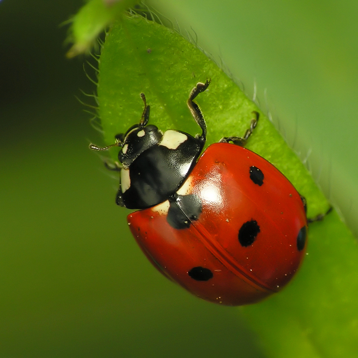 The
            lost ladybug project