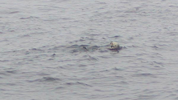 [sea otter]