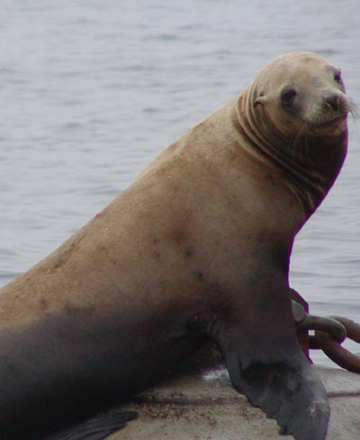[sea lion]